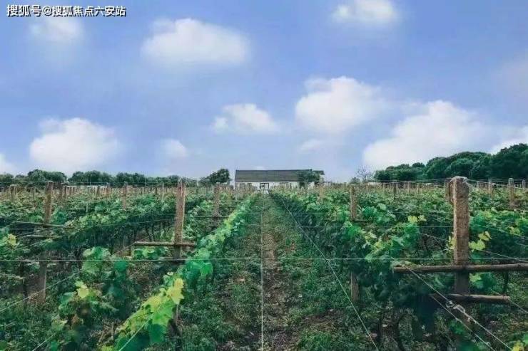 春风江南-春风江南(平湖)2024首页网站-蓝城ag凯发南户型图价格户型容积率(图6)