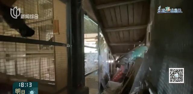 又见“鸽”霸!无人能管?沪一小区居民深受其苦14年(图11)