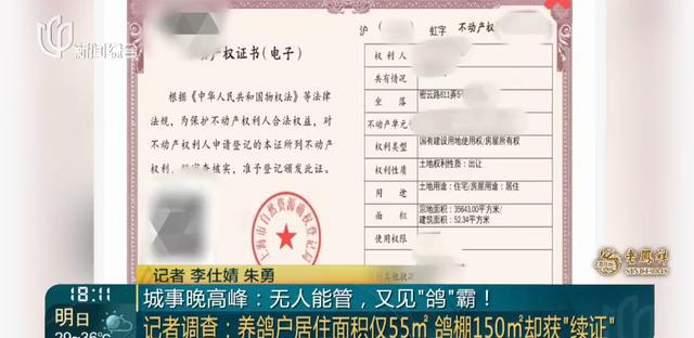 又见“鸽”霸!无人能管?沪一小区居民深受其苦14年(图9)