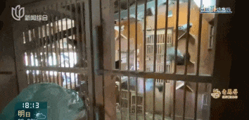 又见“鸽”霸!无人能管?沪一小区居民深受其苦14年(图12)