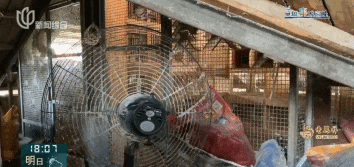 又见“鸽”霸!无人能管?沪一小区居民深受其苦14年(图2)