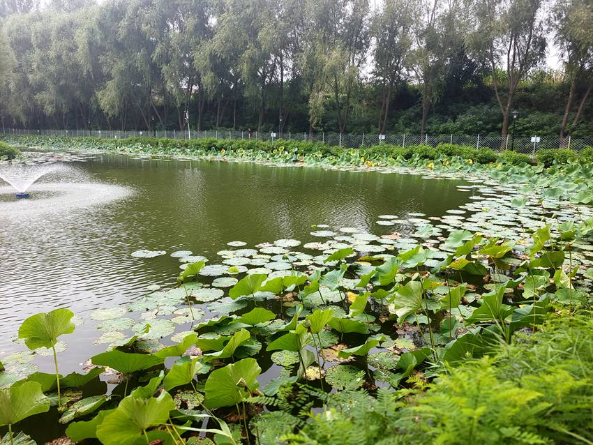 吉林德惠：打造生态宜居“凯发旗舰厅美丽图景”(图11)