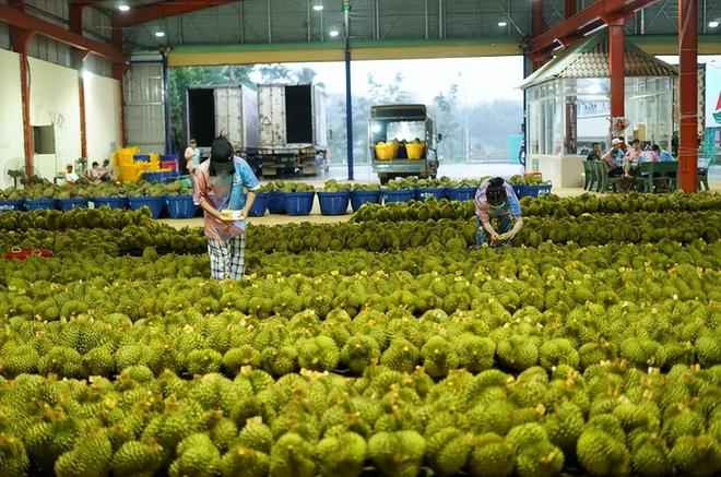 ag凯发2023年越南103亿人创造4333亿美元GDP广东12亿人GDP有多少(图3)