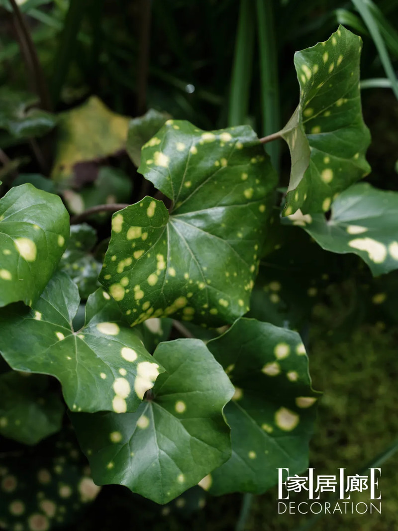 谁说50岁要退休？花道家在200㎡山居小院继续“折腾”(图10)