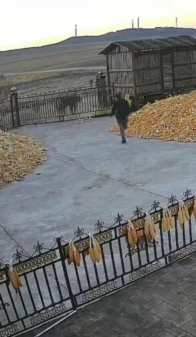 黑龙江一老虎咬伤村民家属称左手被咬得血肉模糊警方：正在搜捕建议不要出门