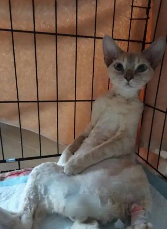 猫咪从43楼超百米高空坠下奇迹生还医生解读猫咪高坠易伤不易死