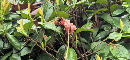 黄蜂蜇伤学生无人机追踪清除蜂巢