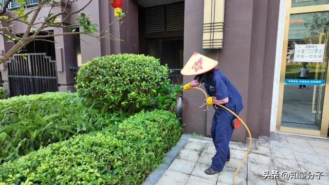 凯发国际常态化消杀打头阵！肇庆一地统筹52个小区筑牢基孔肯雅热防线