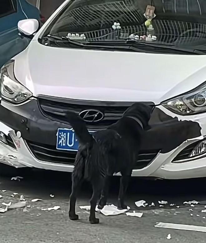 车衣被狗啃到面目全非女车主再发声：是二手车但是我的第一辆车没买车损险