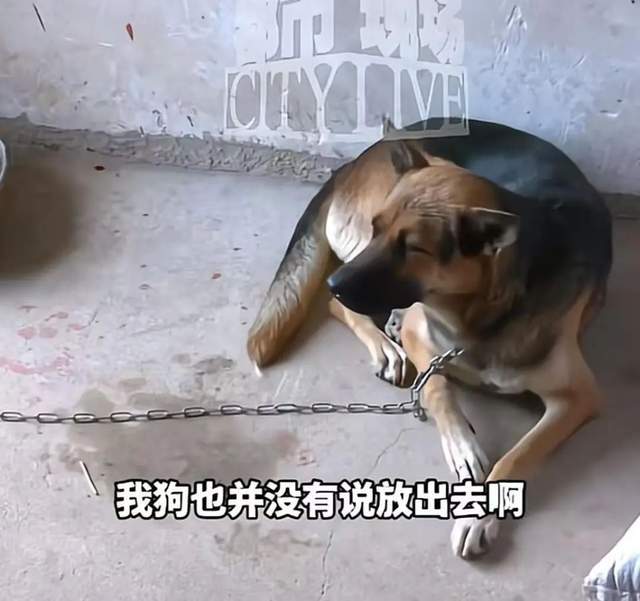 车衣被狗啃到面目全非女车主再发声:是二手车但是我的第一辆车没买车损险(图5)