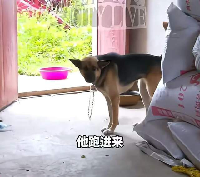 车衣被狗啃到面目全非女车主再发声:是二手车但是我的第一辆车没买车损险(图4)